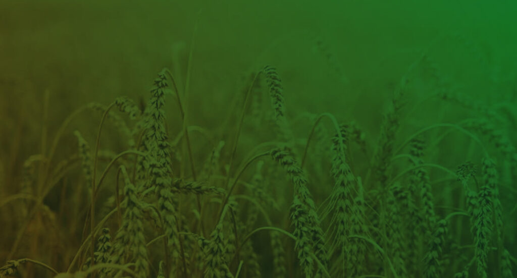 Wheat Support Program 2025