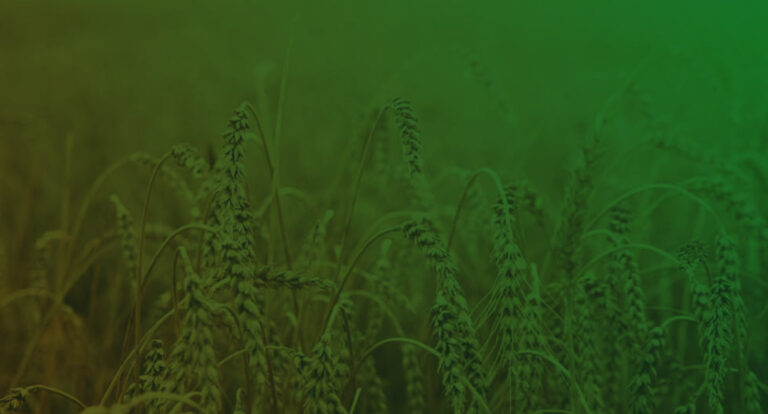 Wheat Support Program 2025