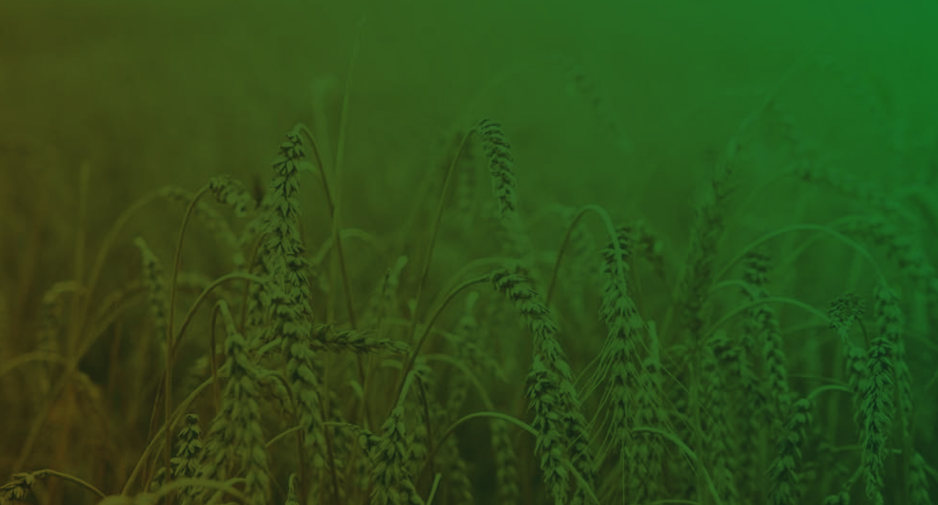 Wheat Support Program 2025